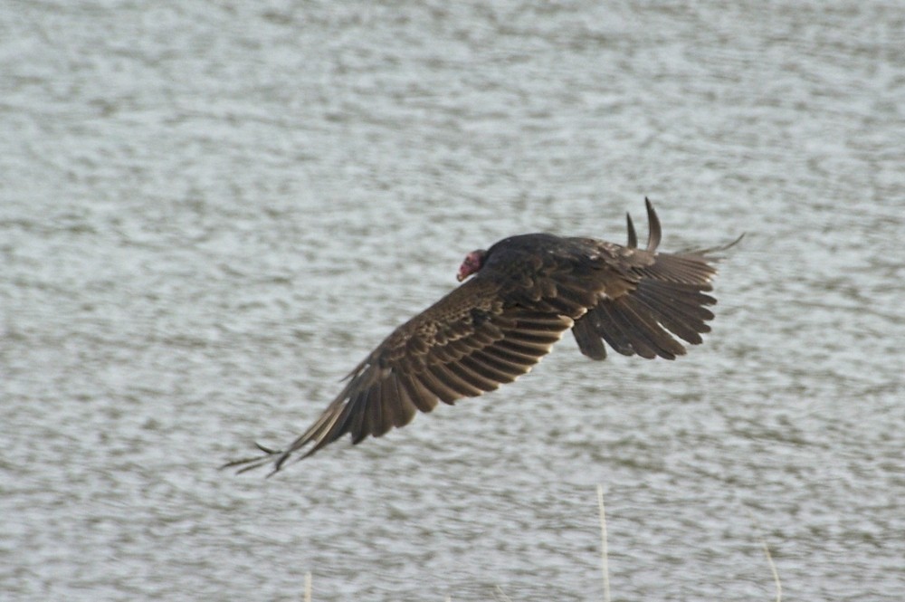 Turkey Vulture - Joan Lindberg