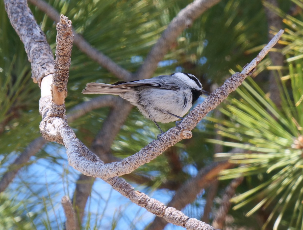 Mountain Chickadee - Dennis Arendt