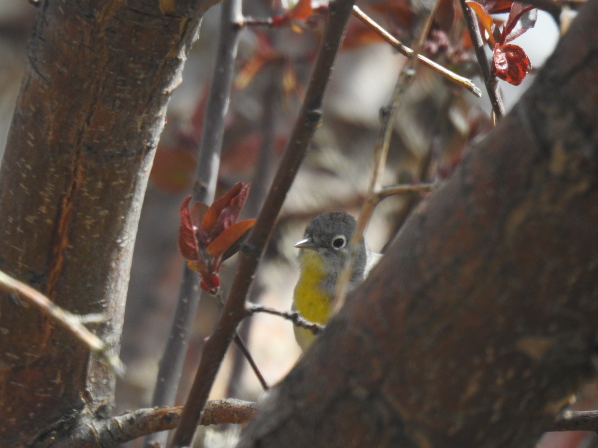 Virginia's Warbler - ML444827591