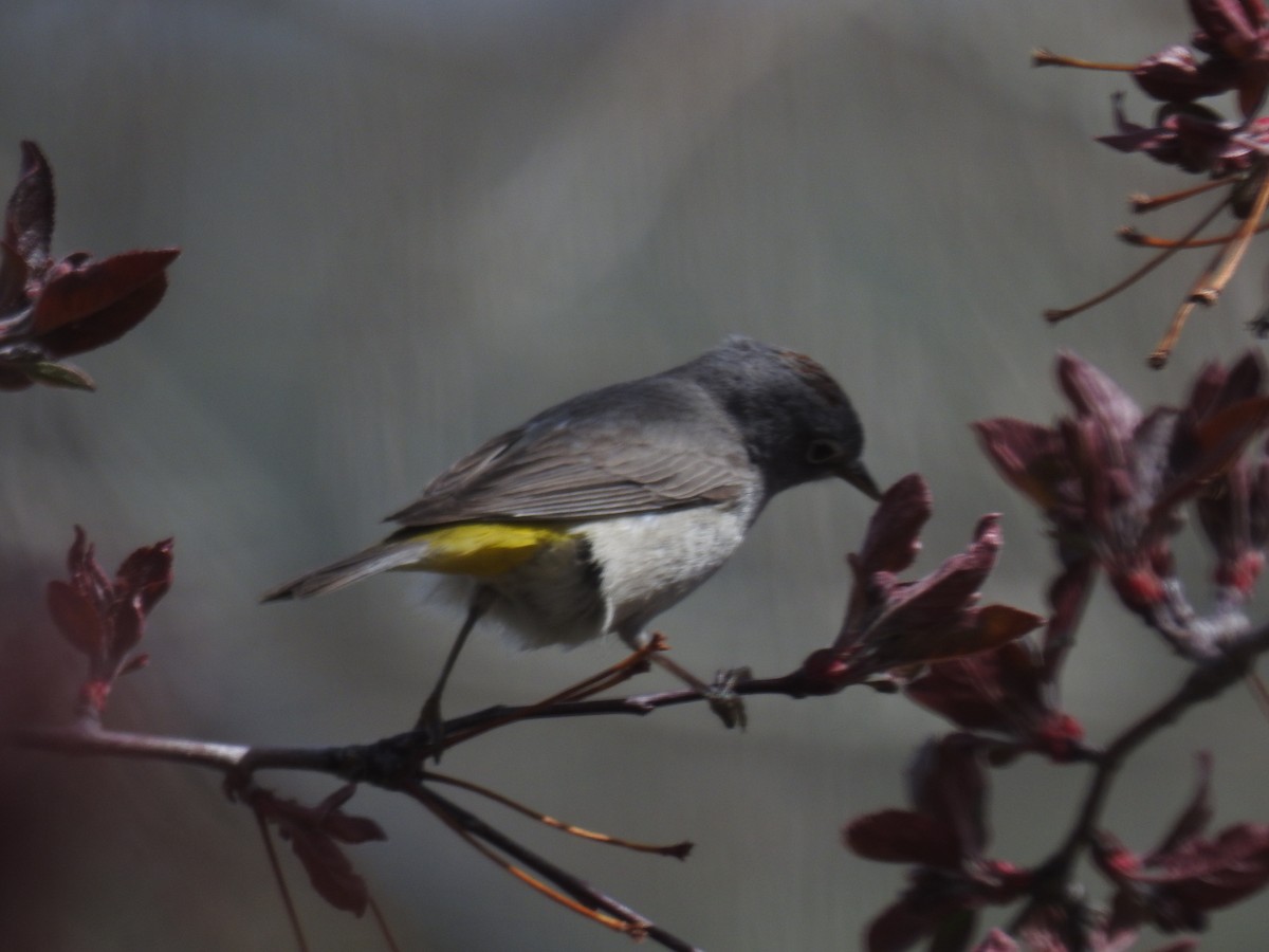 Virginia's Warbler - ML444827691