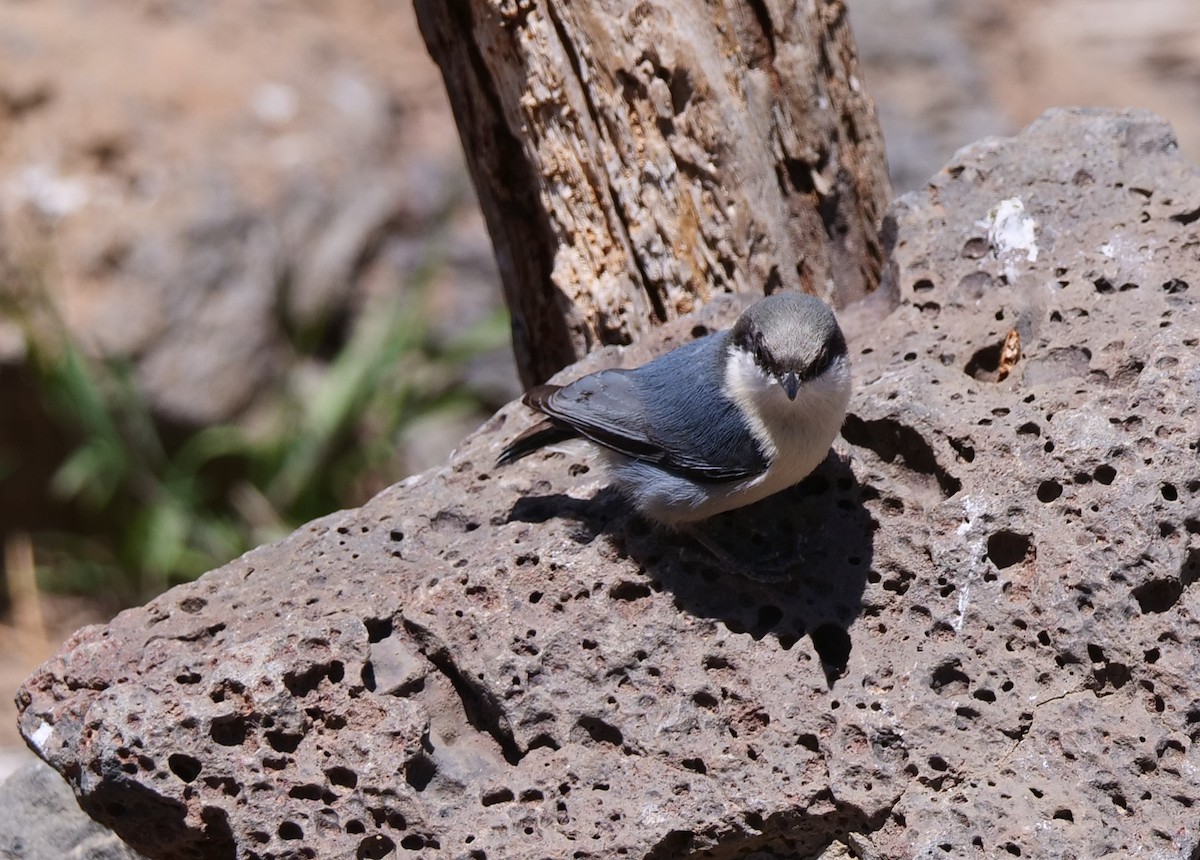 Pygmy Nuthatch - ML444827731