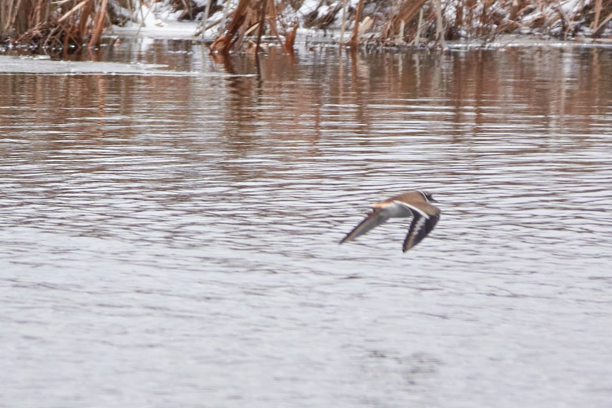 Killdeer - ML444827861