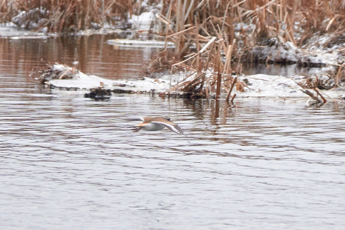 Killdeer - ML444827871