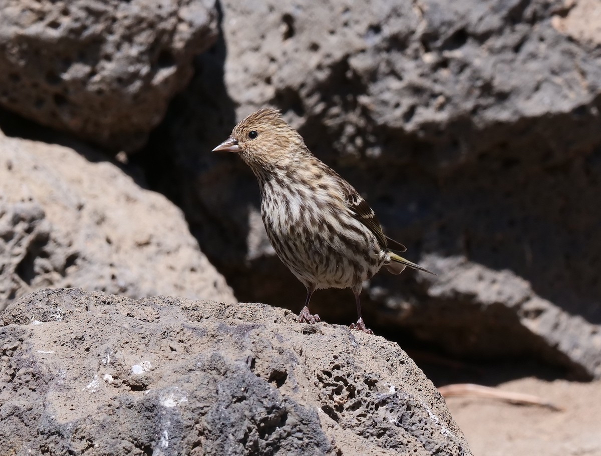 Pine Siskin - ML444828261