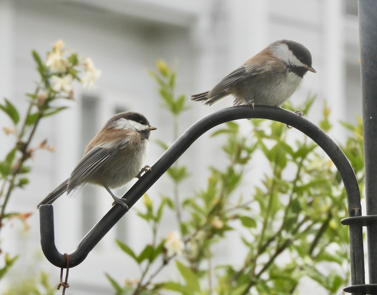 Chestnut-backed Chickadee - ML444829531