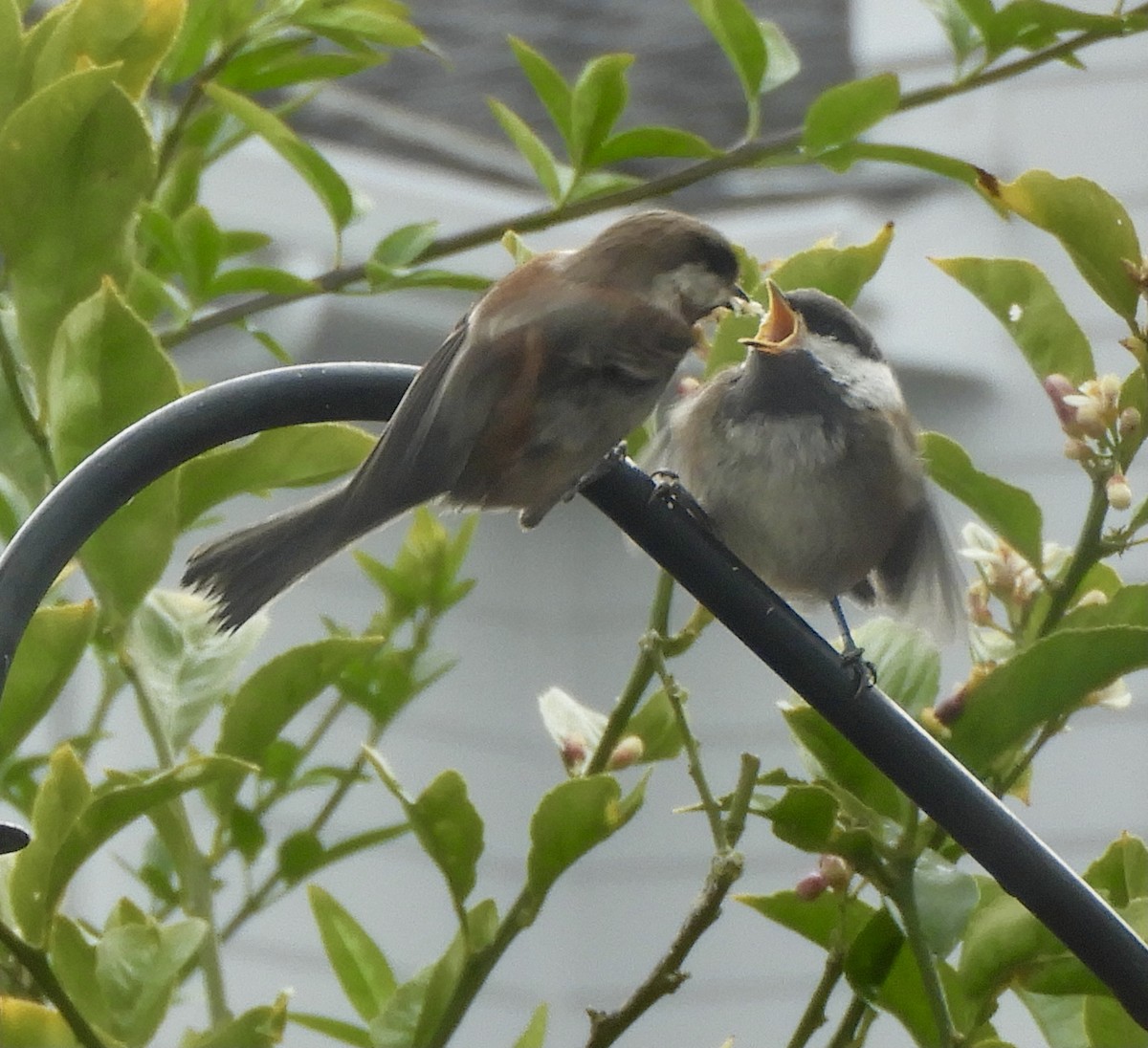 Chestnut-backed Chickadee - ML444829841