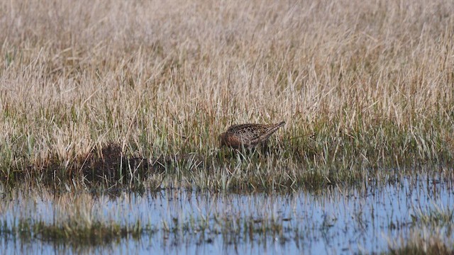 Short-billed Dowitcher (hendersoni) - ML444830311