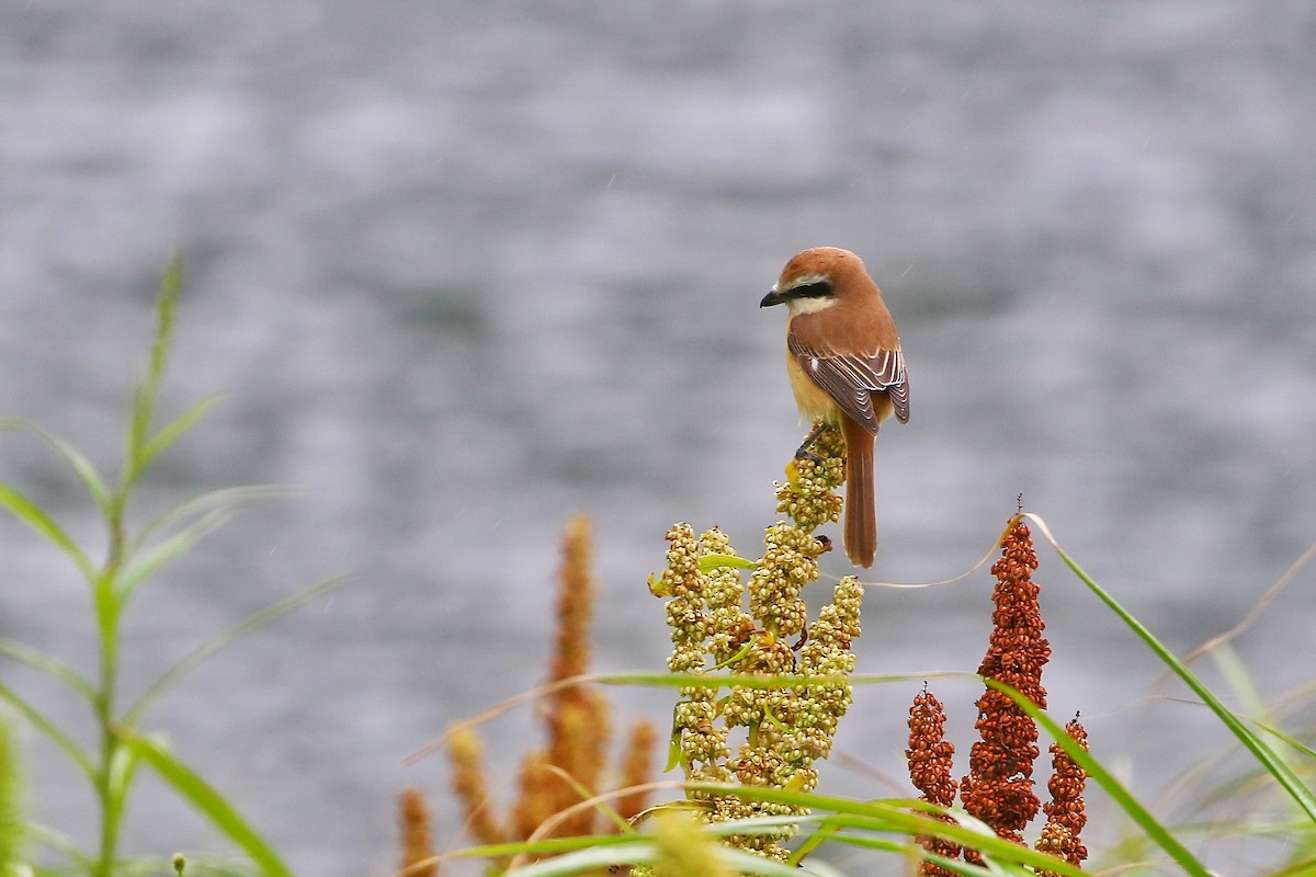 Brown Shrike (Japanese) - ML444831151