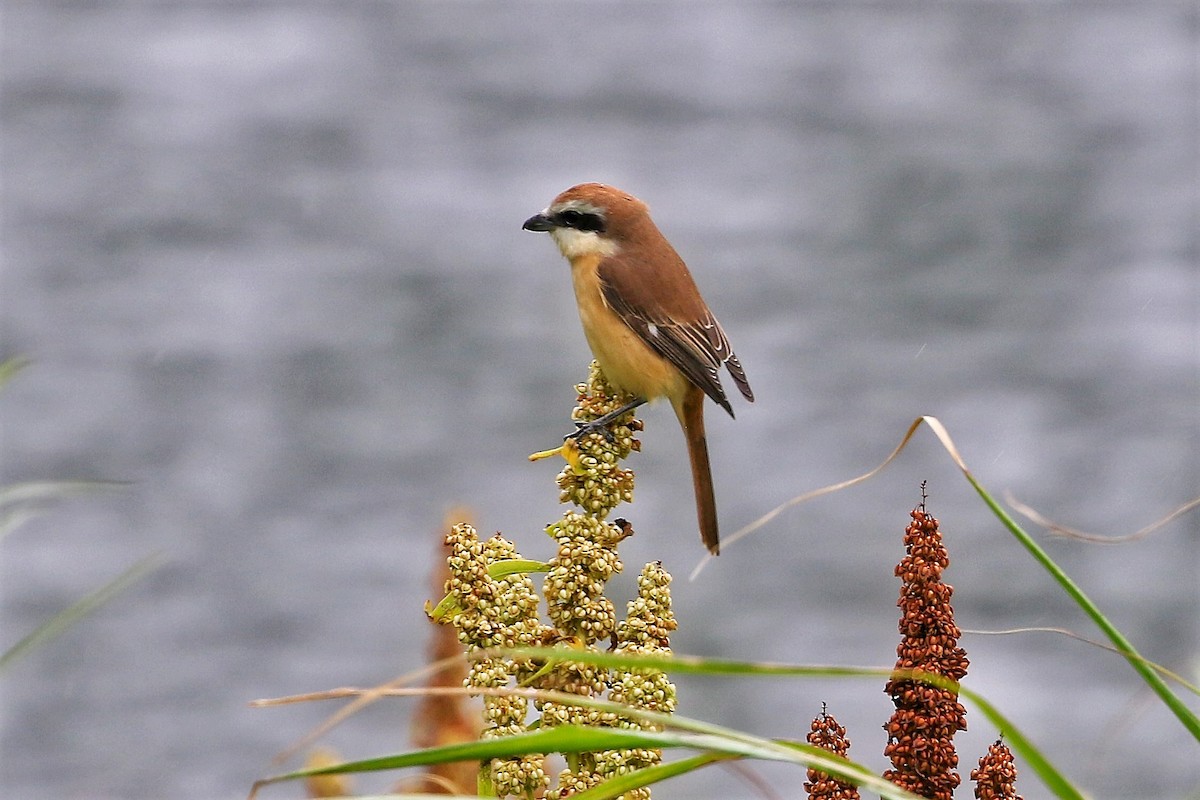 Brown Shrike (Japanese) - ML444831161