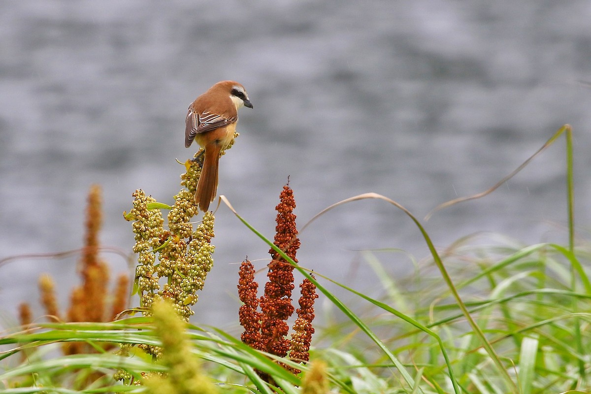 Brown Shrike (Japanese) - ML444831181