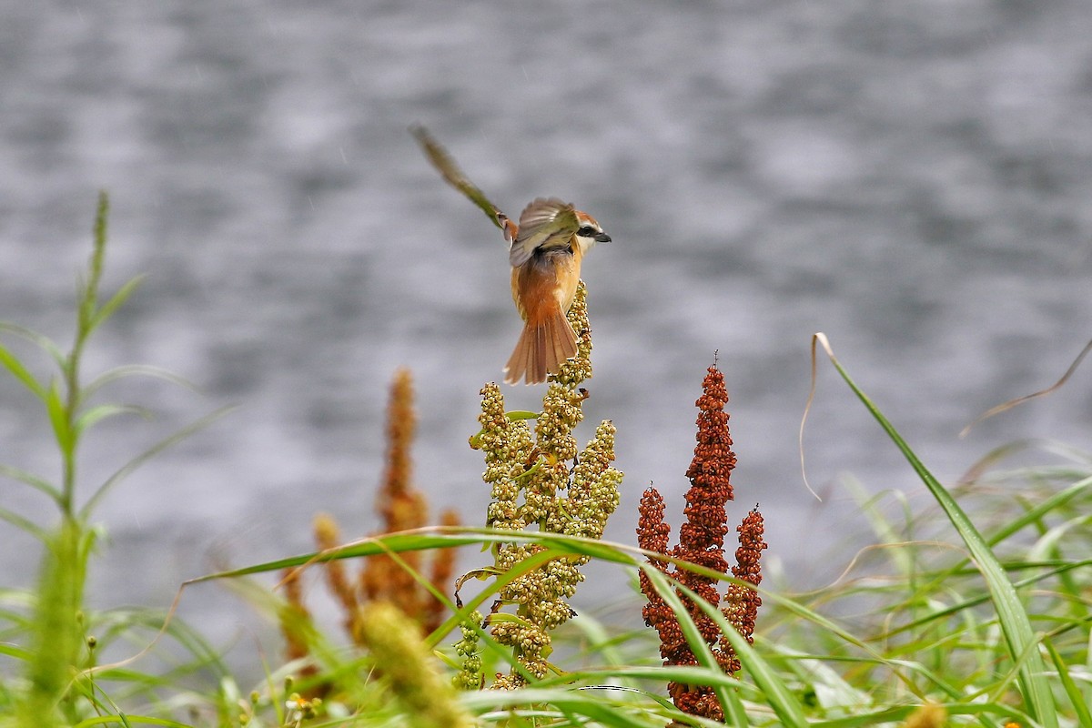 Brown Shrike (Japanese) - ML444831191