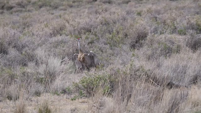 Sandhill Crane - ML444831441