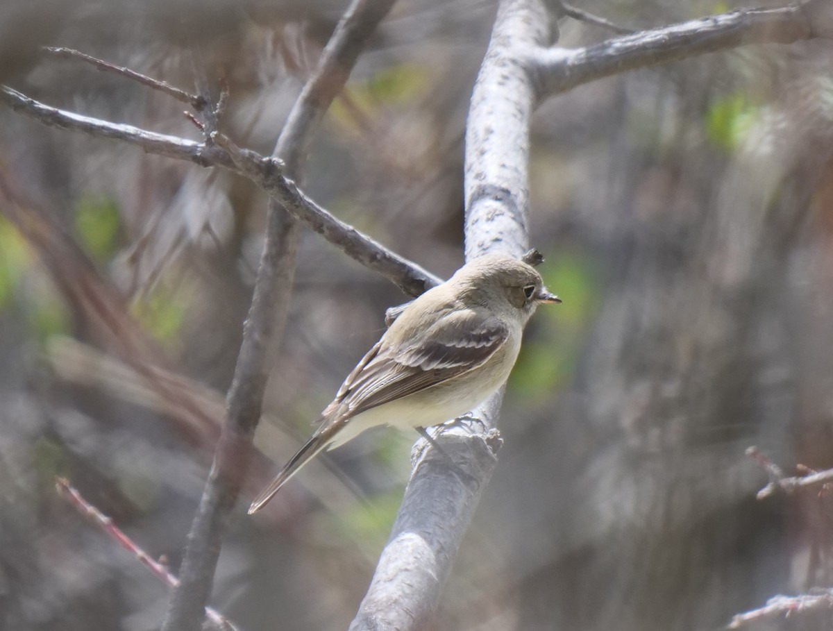 Gray Flycatcher - ML444831551