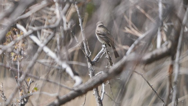 Trockenbusch-Schnäppertyrann - ML444831711