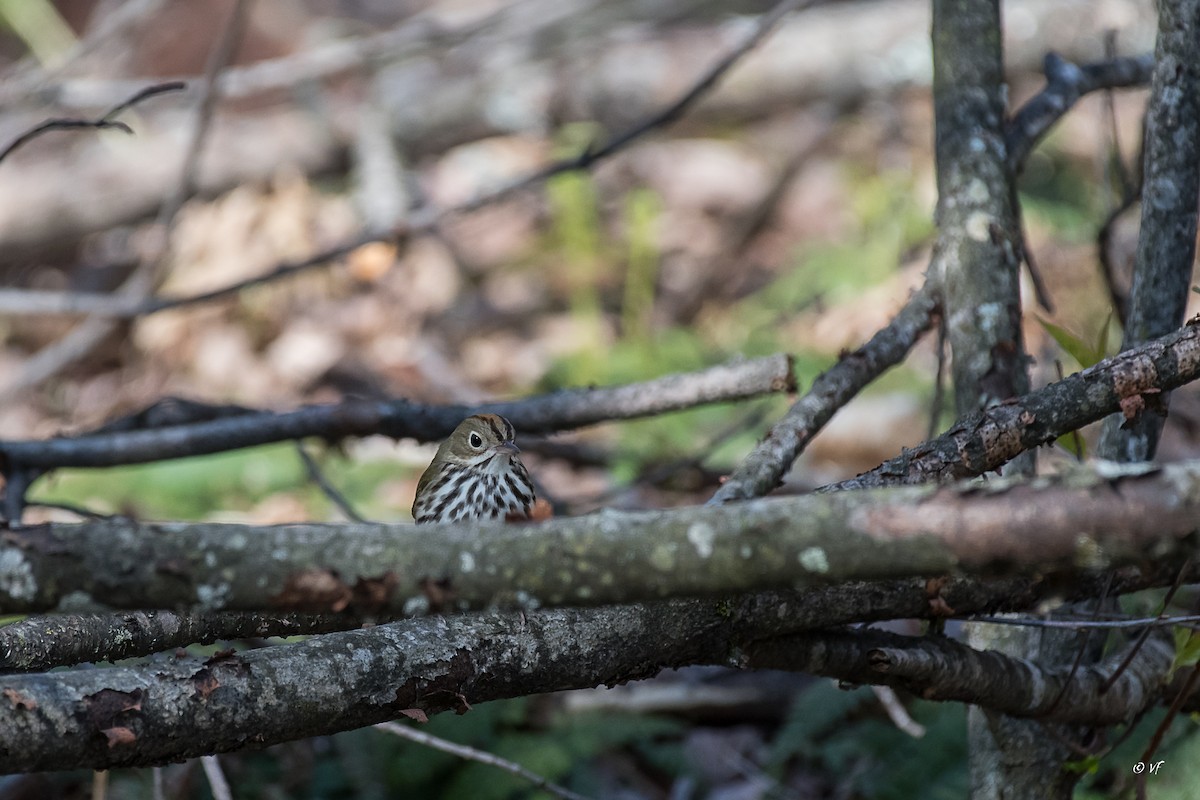 Ovenbird - ML444834131