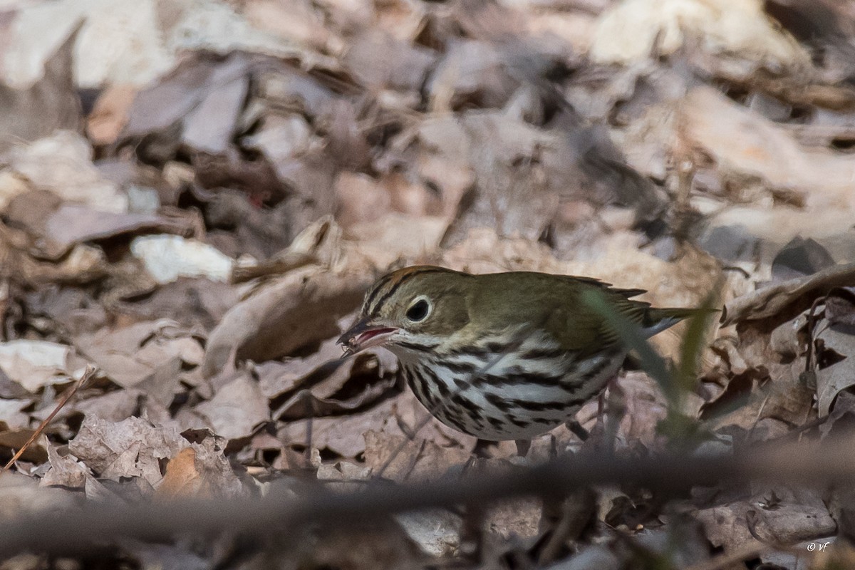 Ovenbird - ML444834311