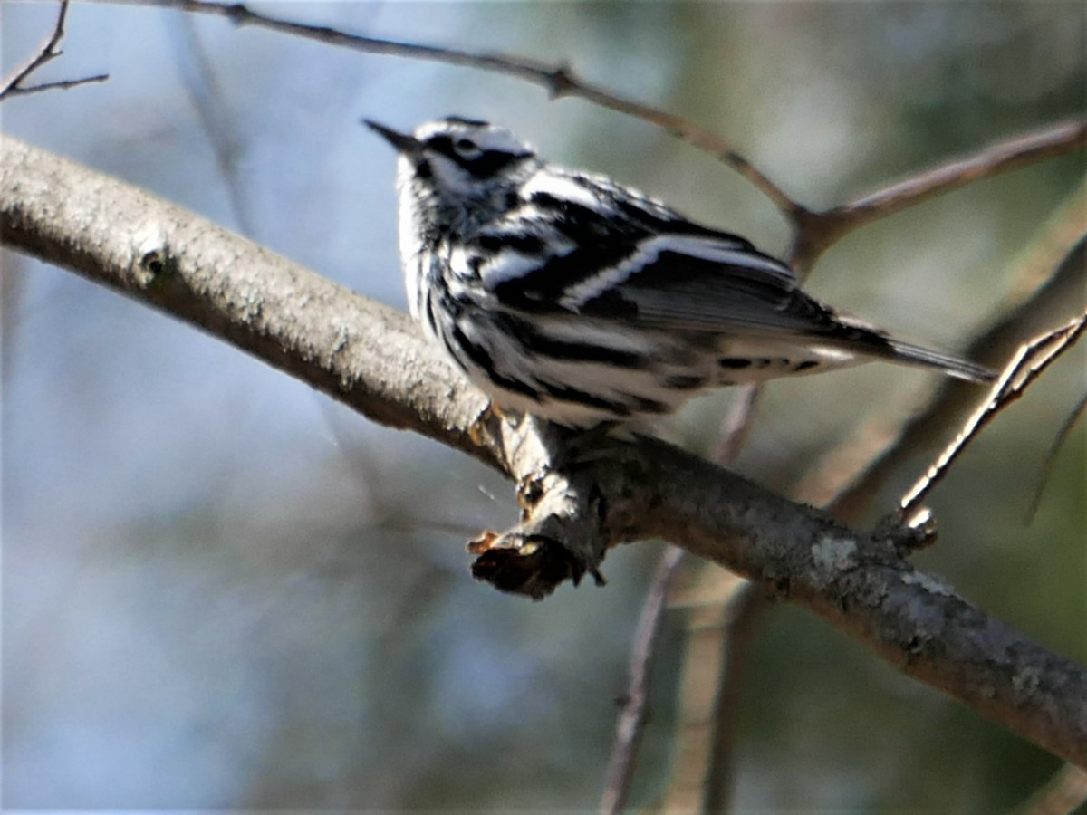 Black-and-white Warbler - ML444834791
