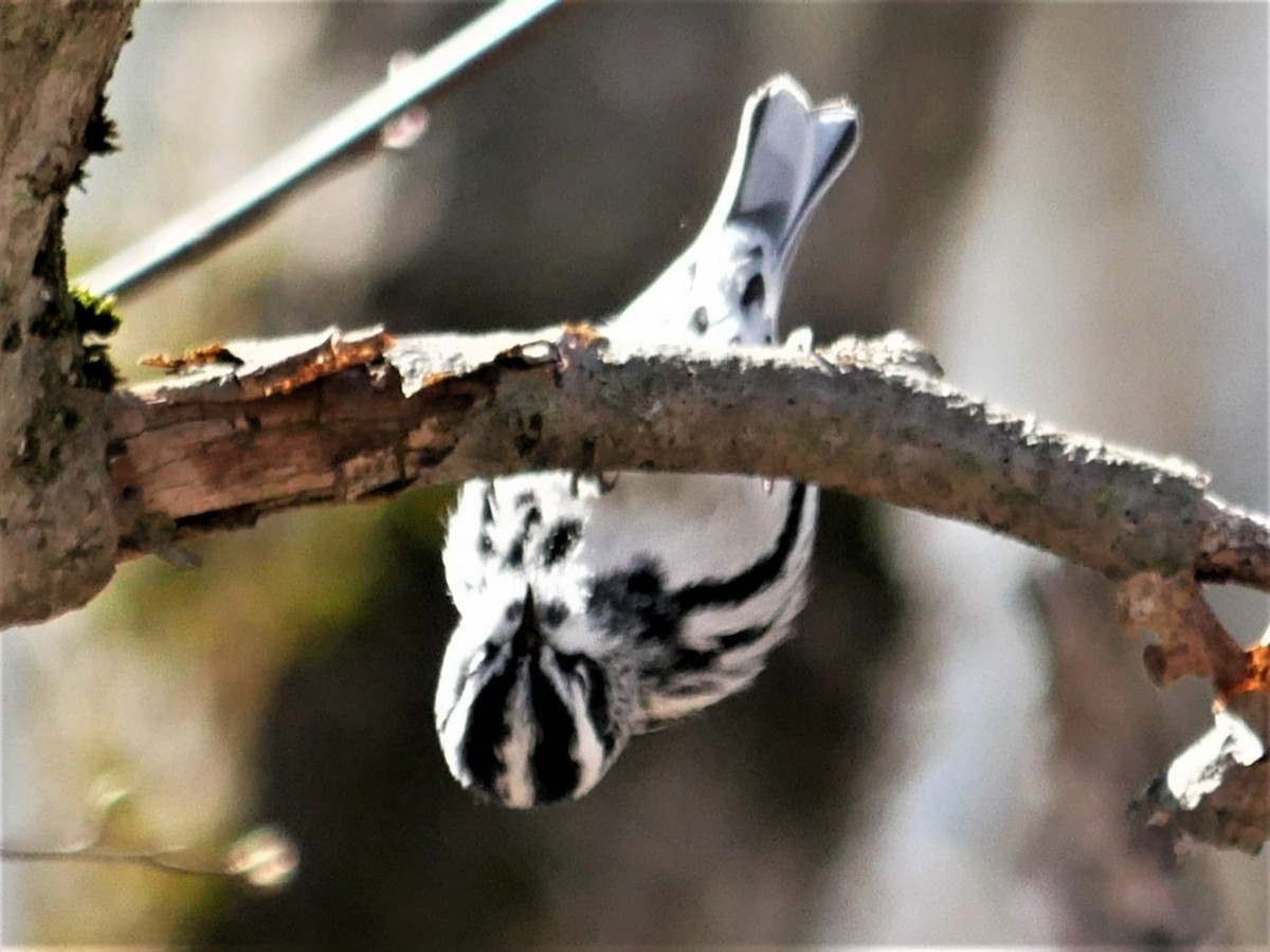 Black-and-white Warbler - ML444834841