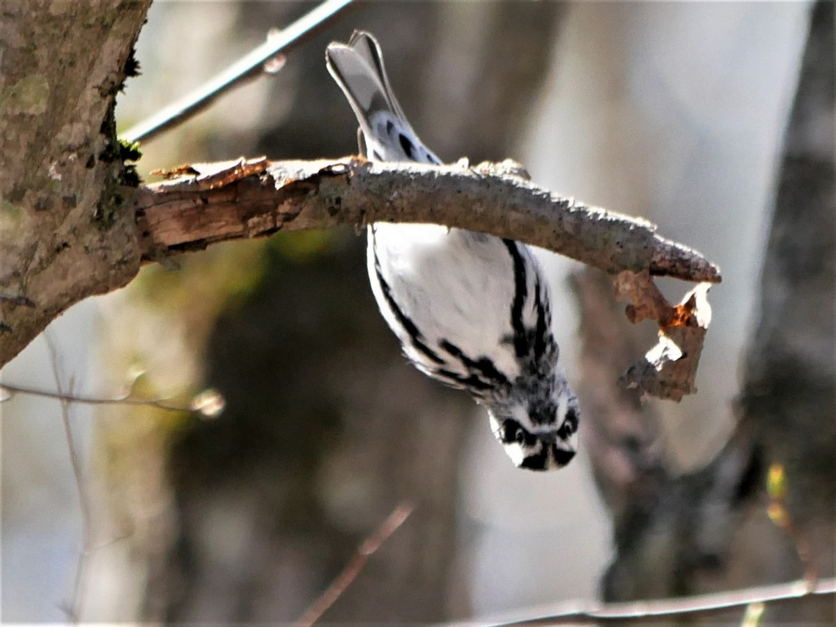 Black-and-white Warbler - ML444834921