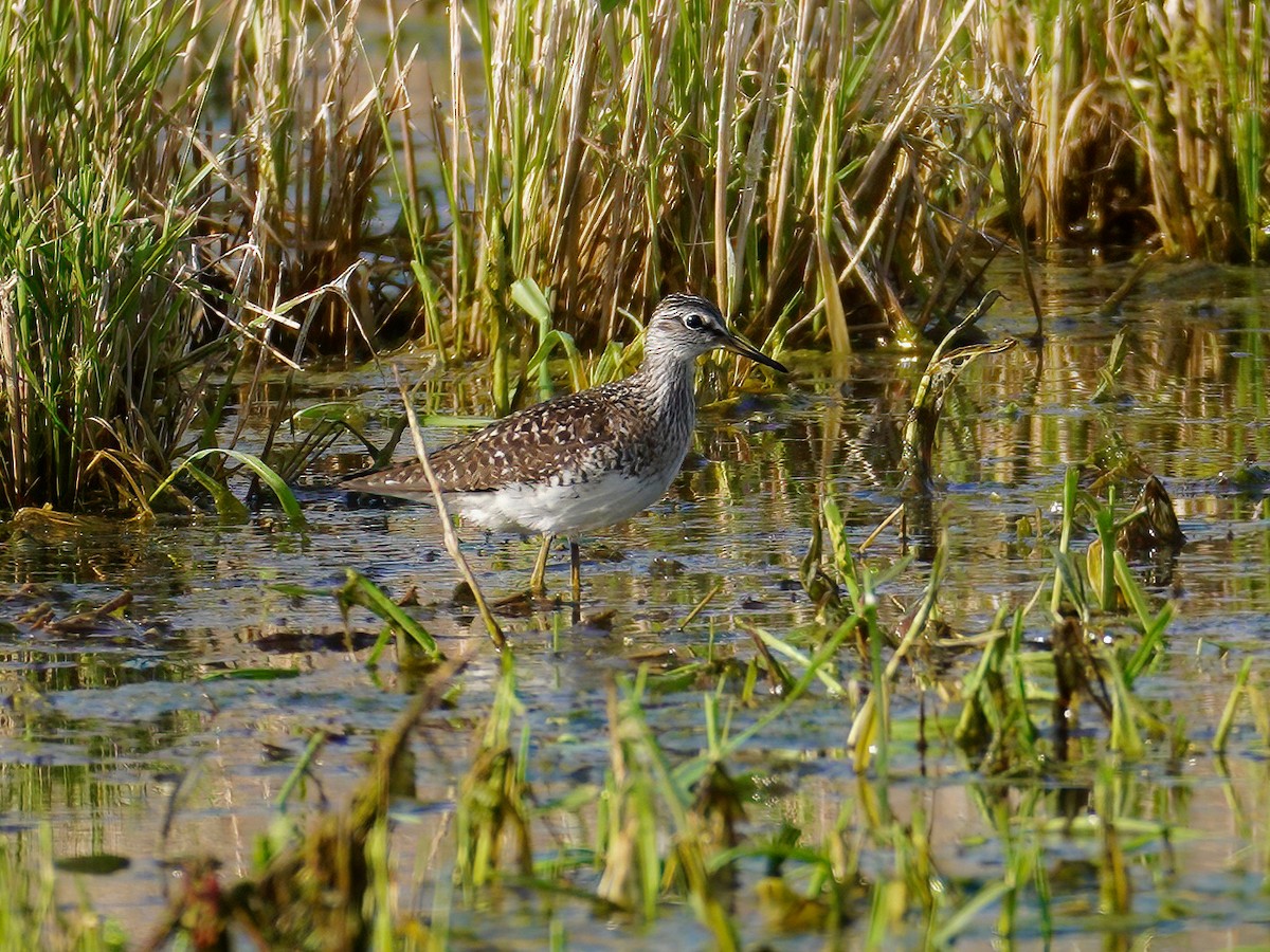Bruchwasserläufer - ML444835401