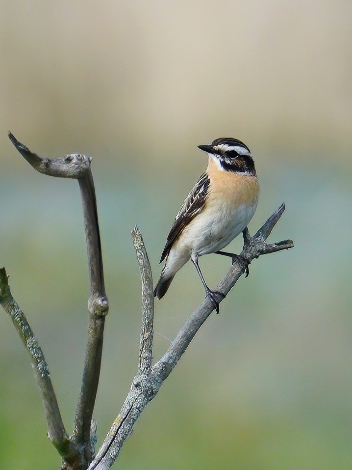 Braunkehlchen - ML444835491