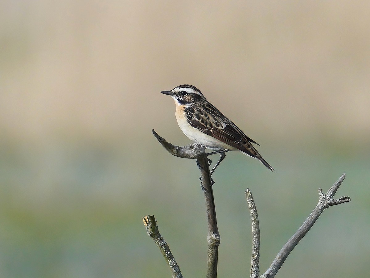 Braunkehlchen - ML444835511