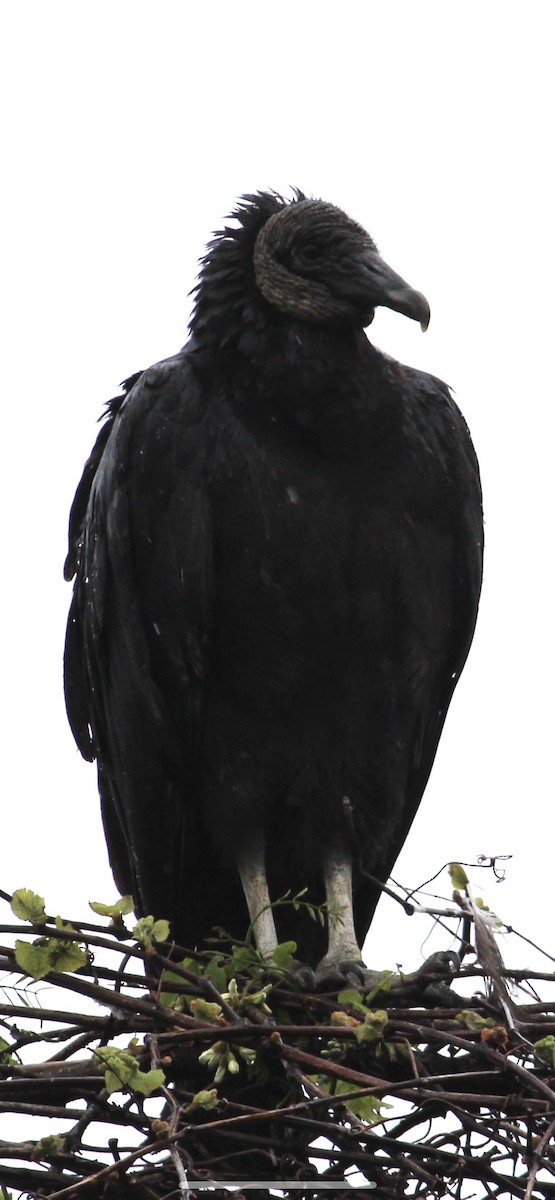 Black Vulture - ML444836961