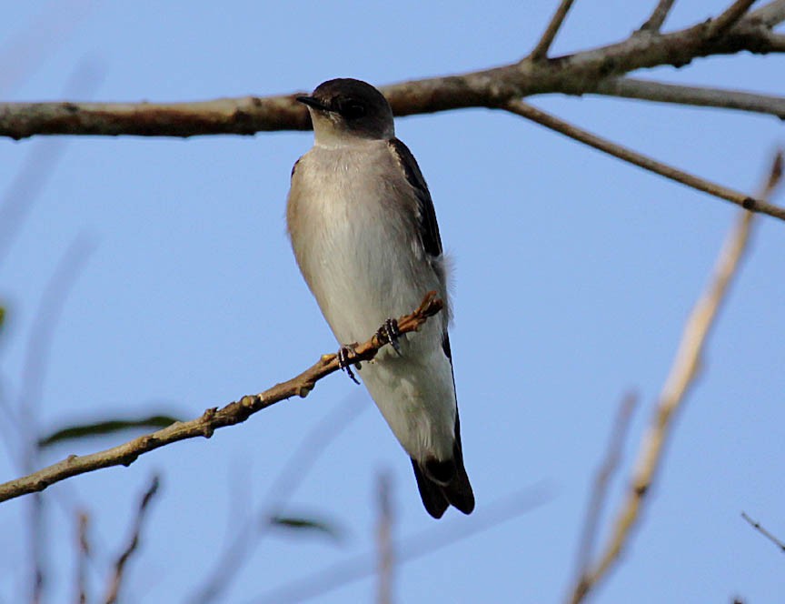 Northern Rough-winged Swallow - ML44483701