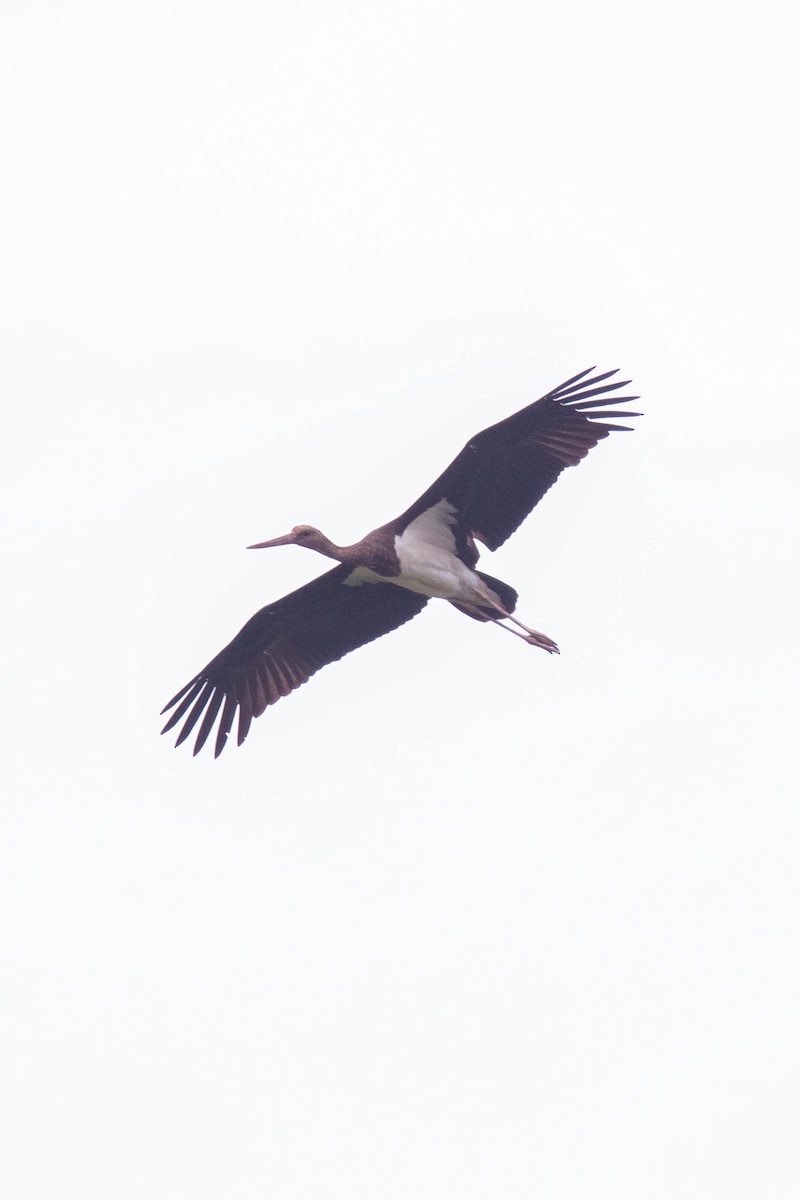 svartstork - ML444837961