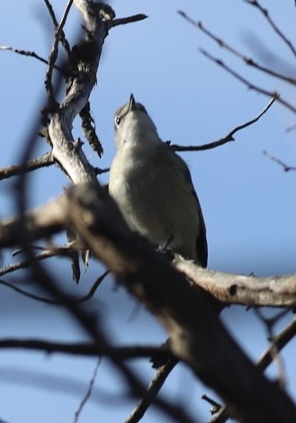 Cassin's Vireo - ML444838821