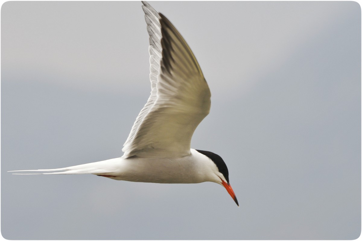 Common Tern - Omer Toy