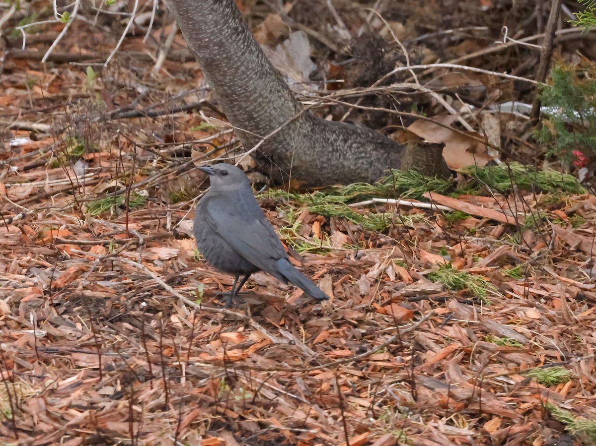 Brewer's Blackbird - Scott Sneed