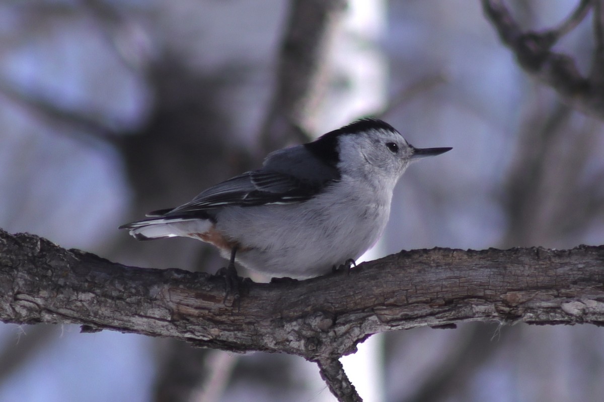 White-breasted Nuthatch - ML444842251