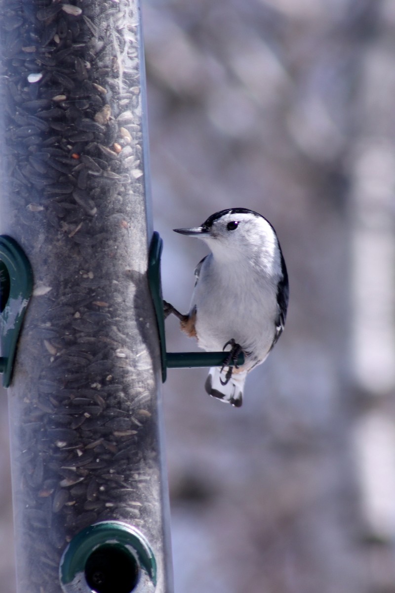 White-breasted Nuthatch - ML444842301