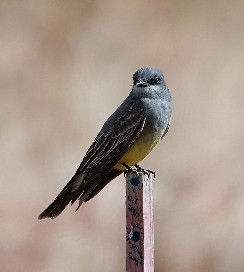 Western Kingbird - ML444843441