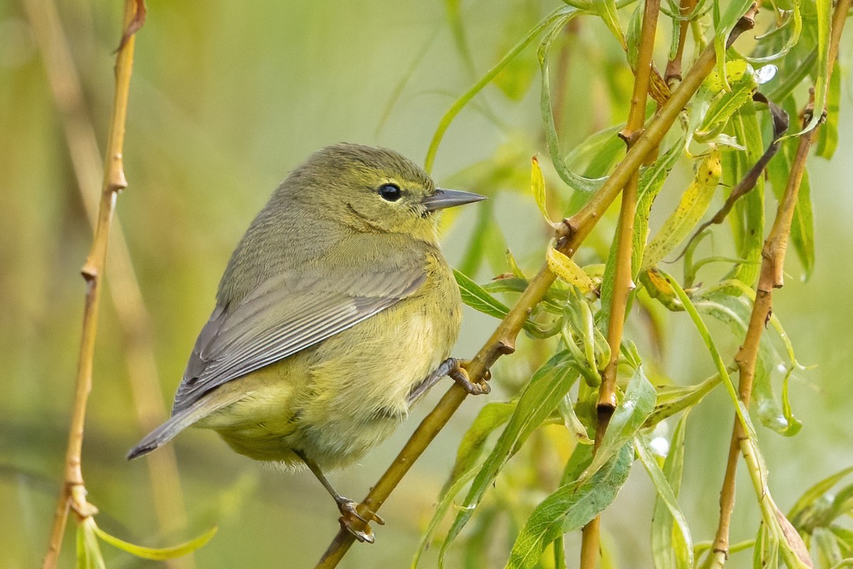 Orange-crowned Warbler - ML444844051