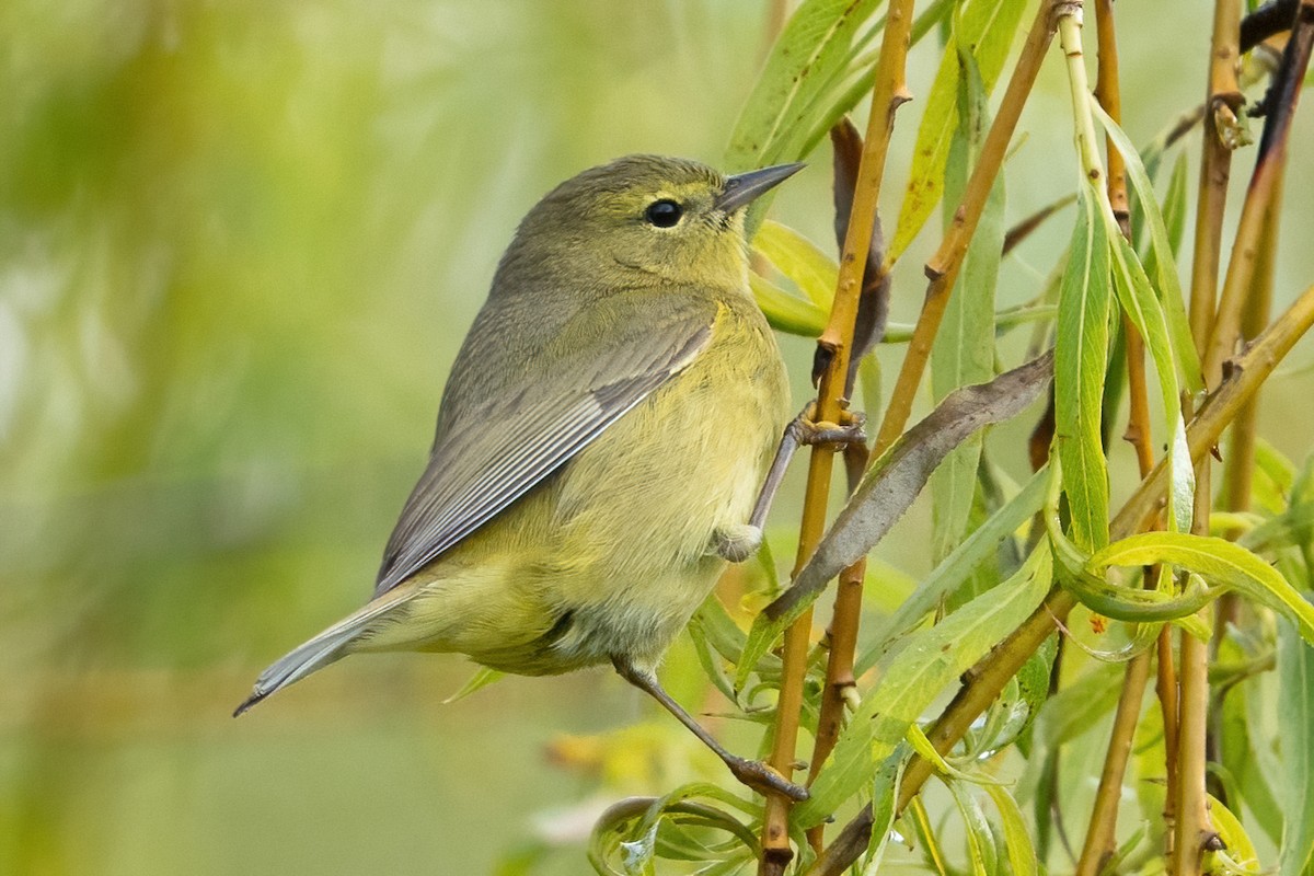 Orange-crowned Warbler - ML444844061