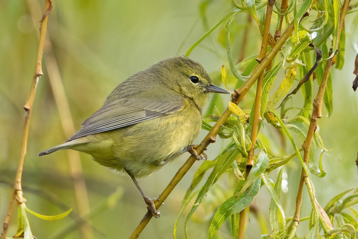 Orange-crowned Warbler - ML444844071