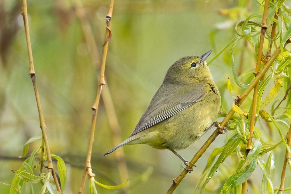 Orange-crowned Warbler - ML444844081