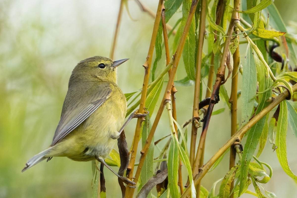 Orange-crowned Warbler - ML444844091