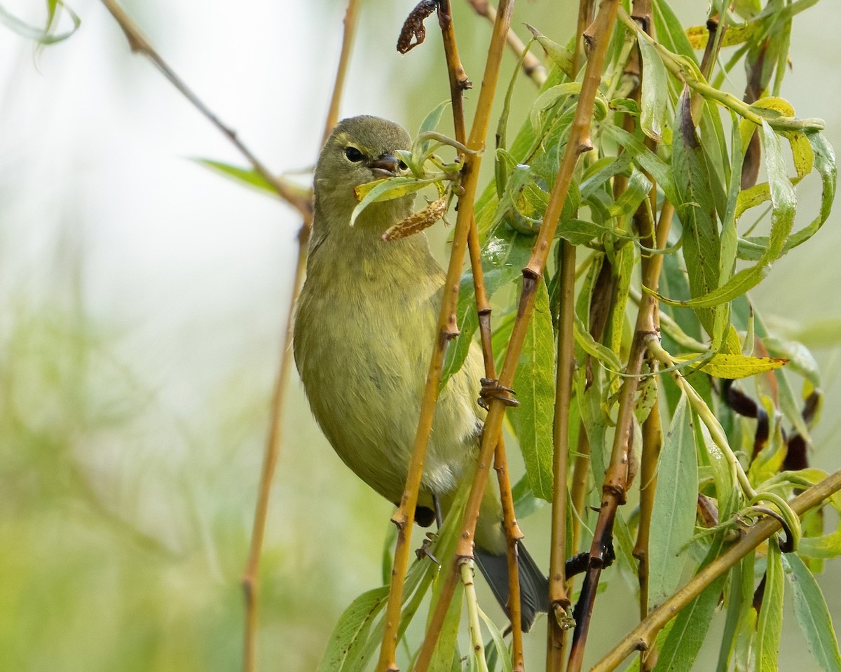 Orange-crowned Warbler - ML444844101