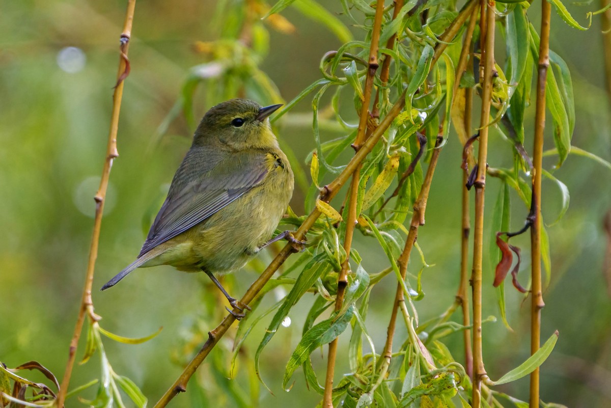 Orange-crowned Warbler - ML444846901