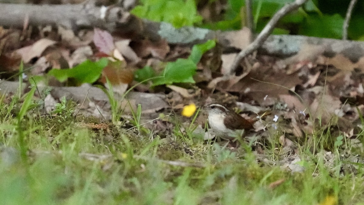 Carolina Wren - ML444848521