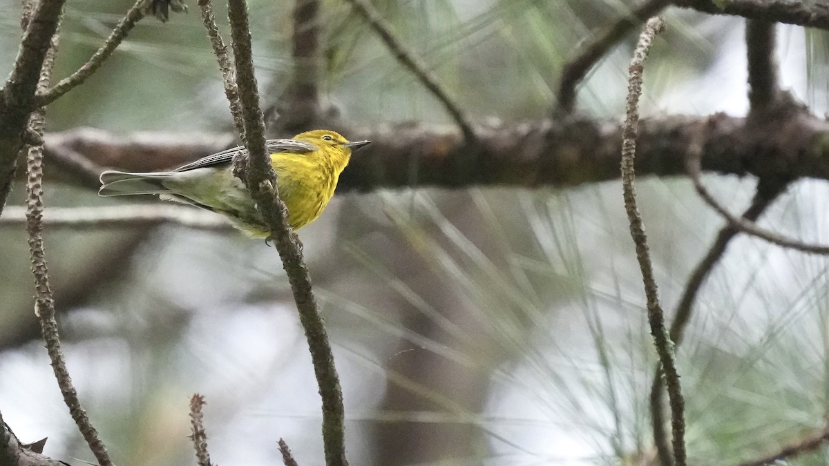 Pine Warbler - ML444848751