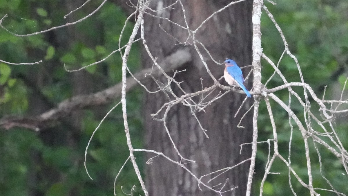 Eastern Bluebird - ML444849131