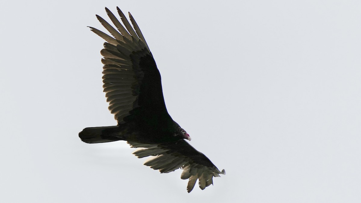 Turkey Vulture - Sunil Thirkannad