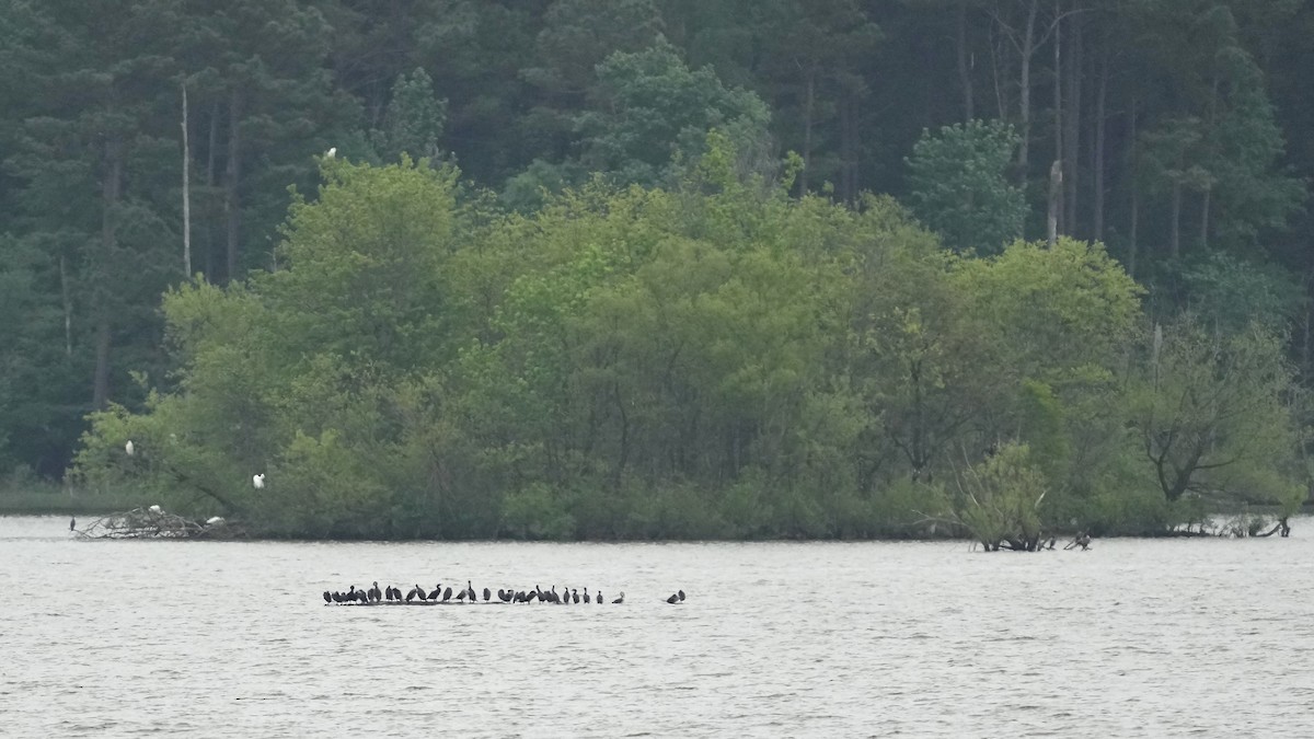 Double-crested Cormorant - ML444849401