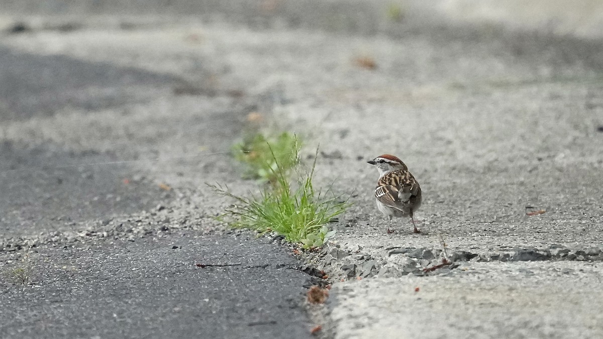 Chipping Sparrow - Sunil Thirkannad