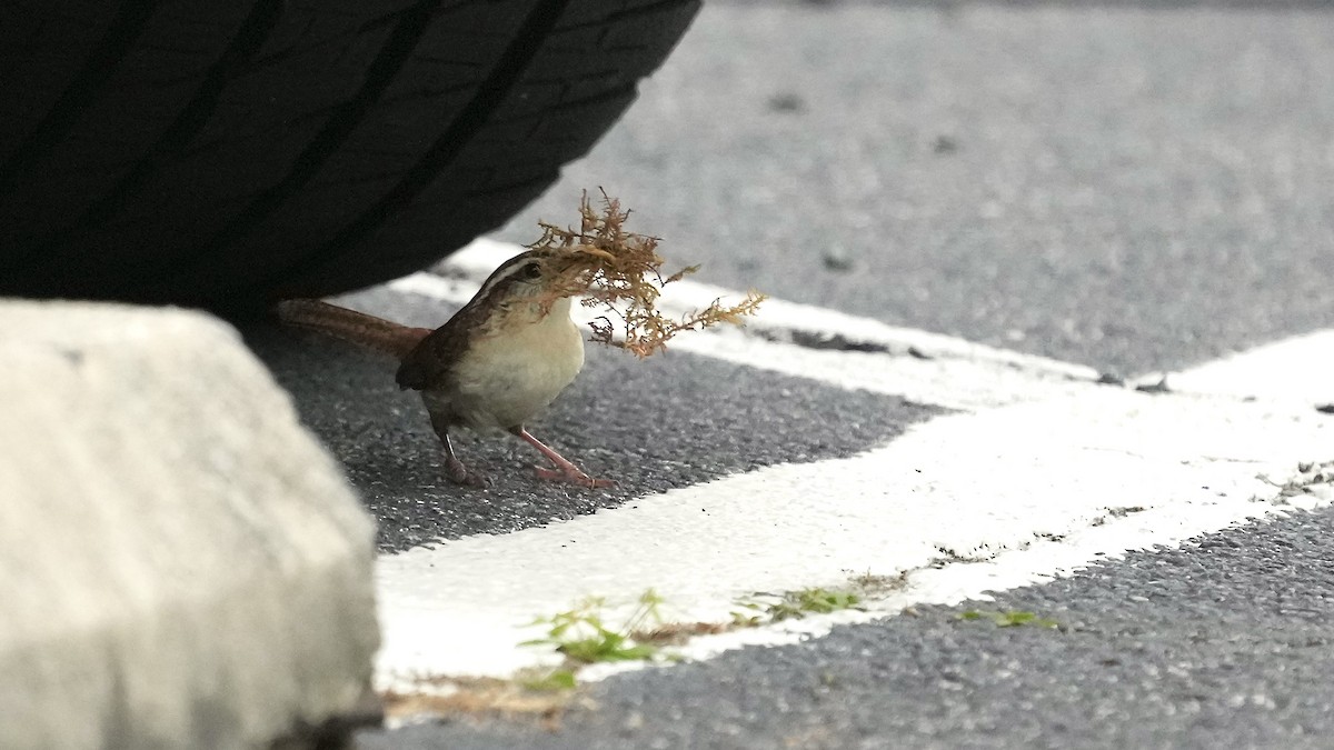 Carolina Wren - Sunil Thirkannad