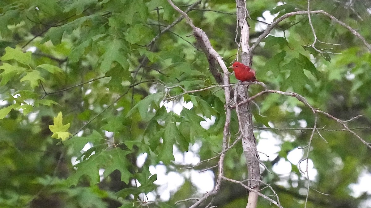 Summer Tanager - ML444850281